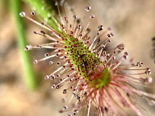 Drosera scorpioides