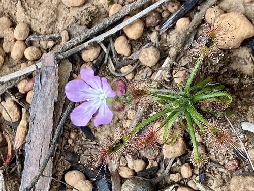 Drosera scorpioides
