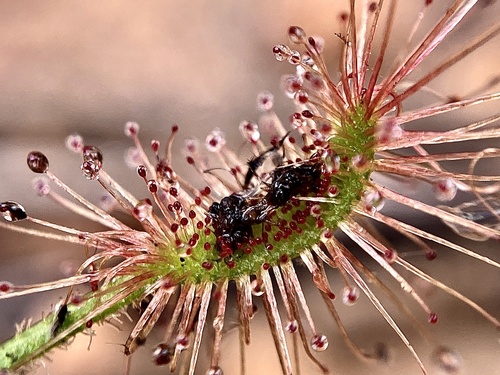 Drosera scorpioides