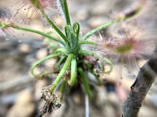 Drosera scorpioides
