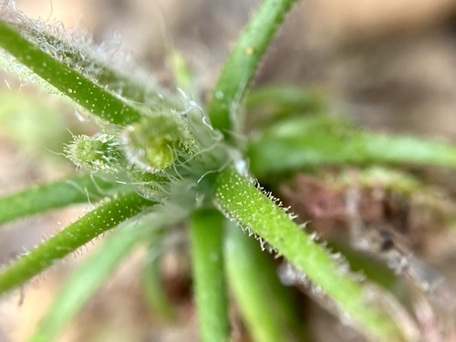 Drosera scorpioides