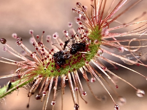 Drosera scorpioides