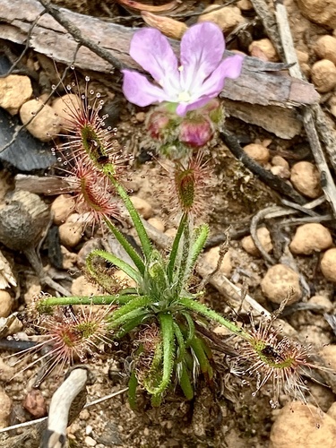 Drosera scorpioides