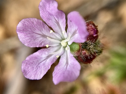 Drosera scorpioides