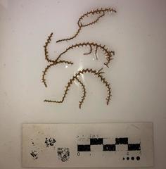 Acanthophora spicifera