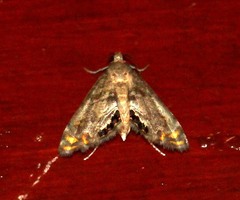 Paracataclysta fuscalis