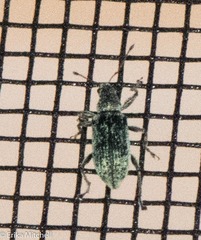 Polydrusus cervinus