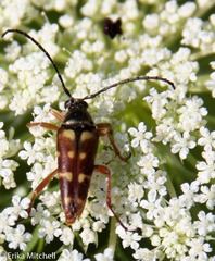 Typocerus