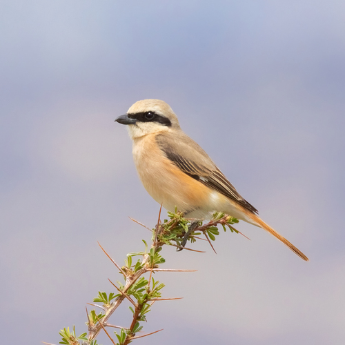 Isabelline Shrike