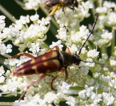Typocerus