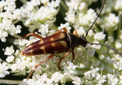 Typocerus