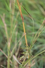 Themeda quadrivalvis