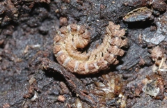 Tongodesmus