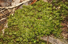 Rosulabryum subtomentosum