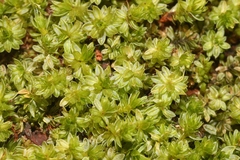 Rosulabryum subtomentosum