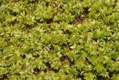 Rosulabryum subtomentosum