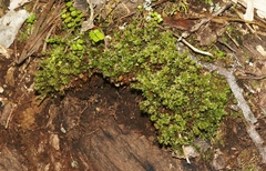 Rosulabryum subtomentosum