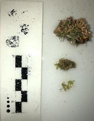 Ernodesmis verticillata