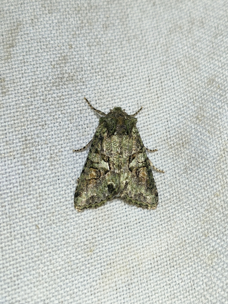 Southern Brindled Green