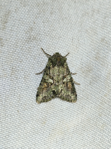 Southern Brindled Green