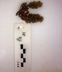 Sargassum hystrix