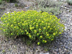 Euphorbia spinosa