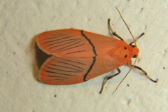 Aberrasine strigivenata