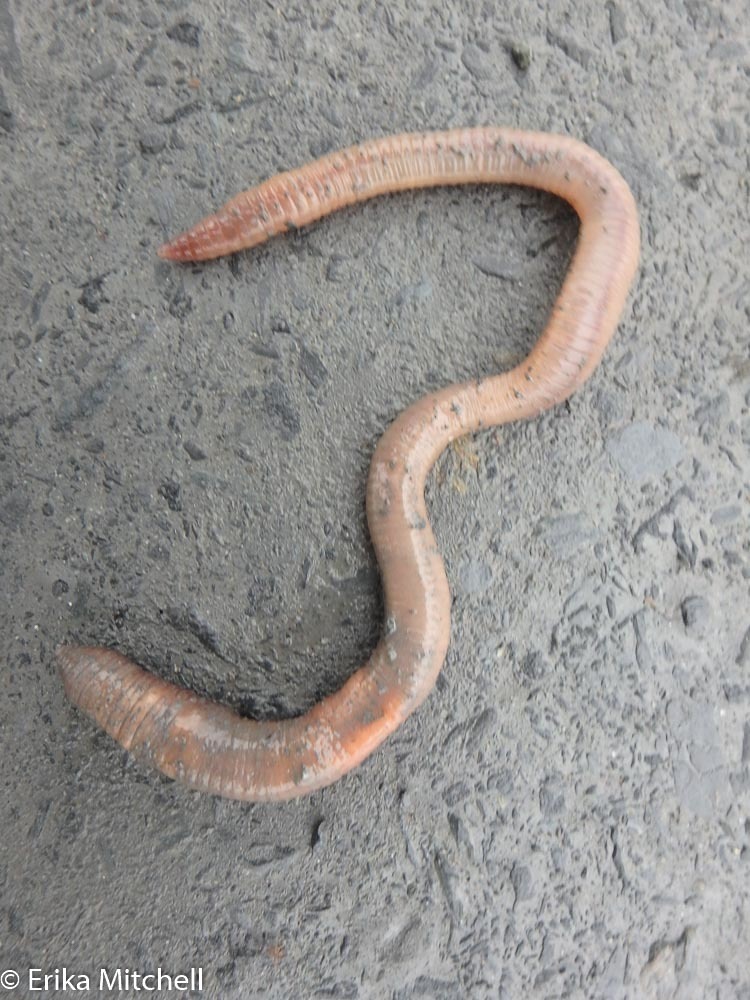 Rustic Jumping Worm (Amynthas agrestis) (Monroe County, IN Invasive ...