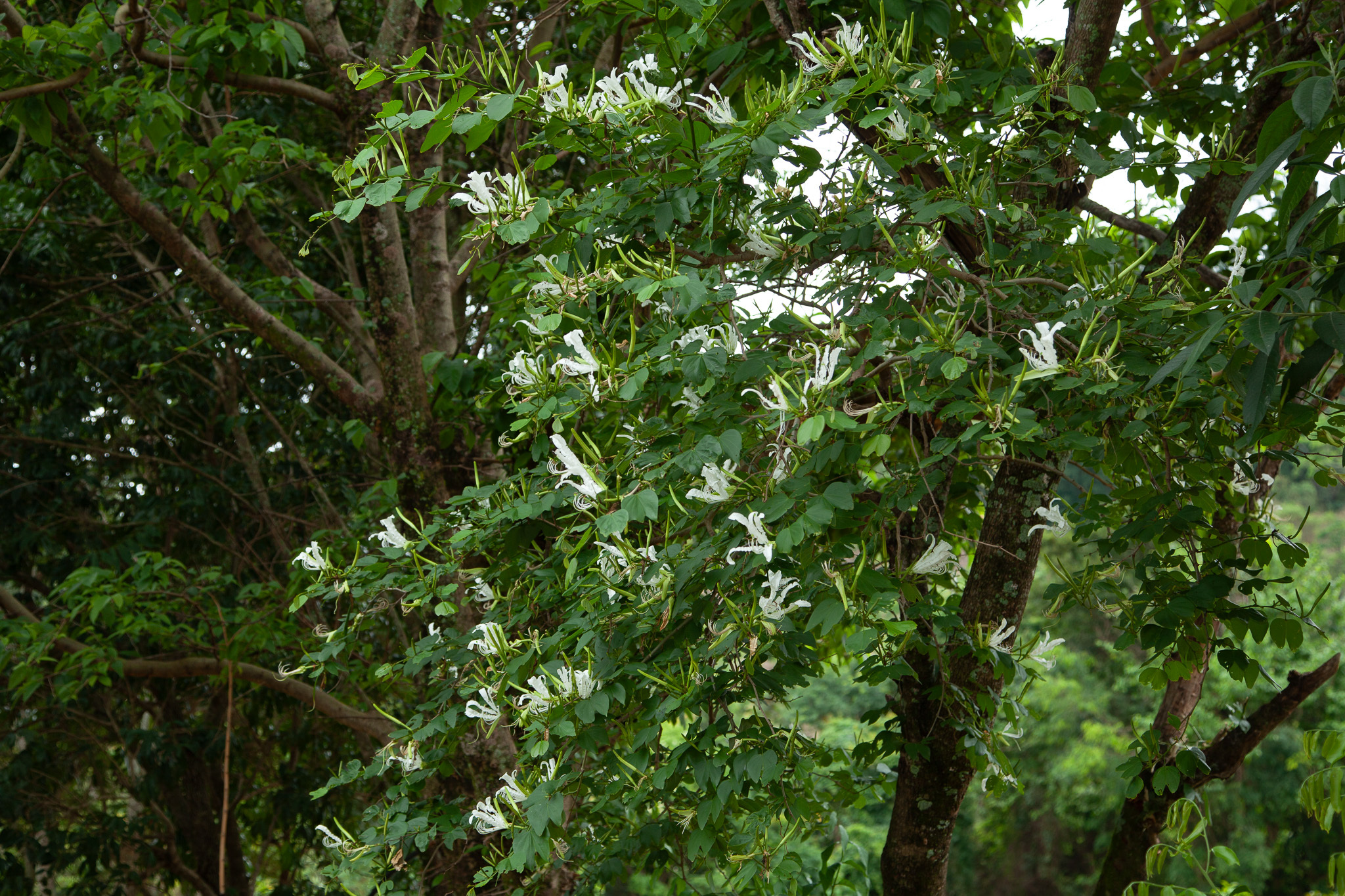 Bauhinia forficata