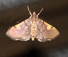Omiodes dispilotalis