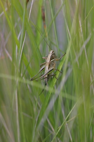 Metrioptera brachyptera
