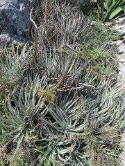 Hechtia podantha