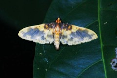 Pachynoa thoosalis