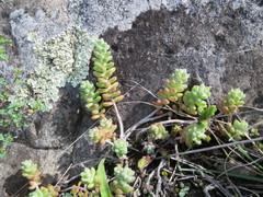 Sedum pacense
