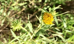 Grindelia pulchella