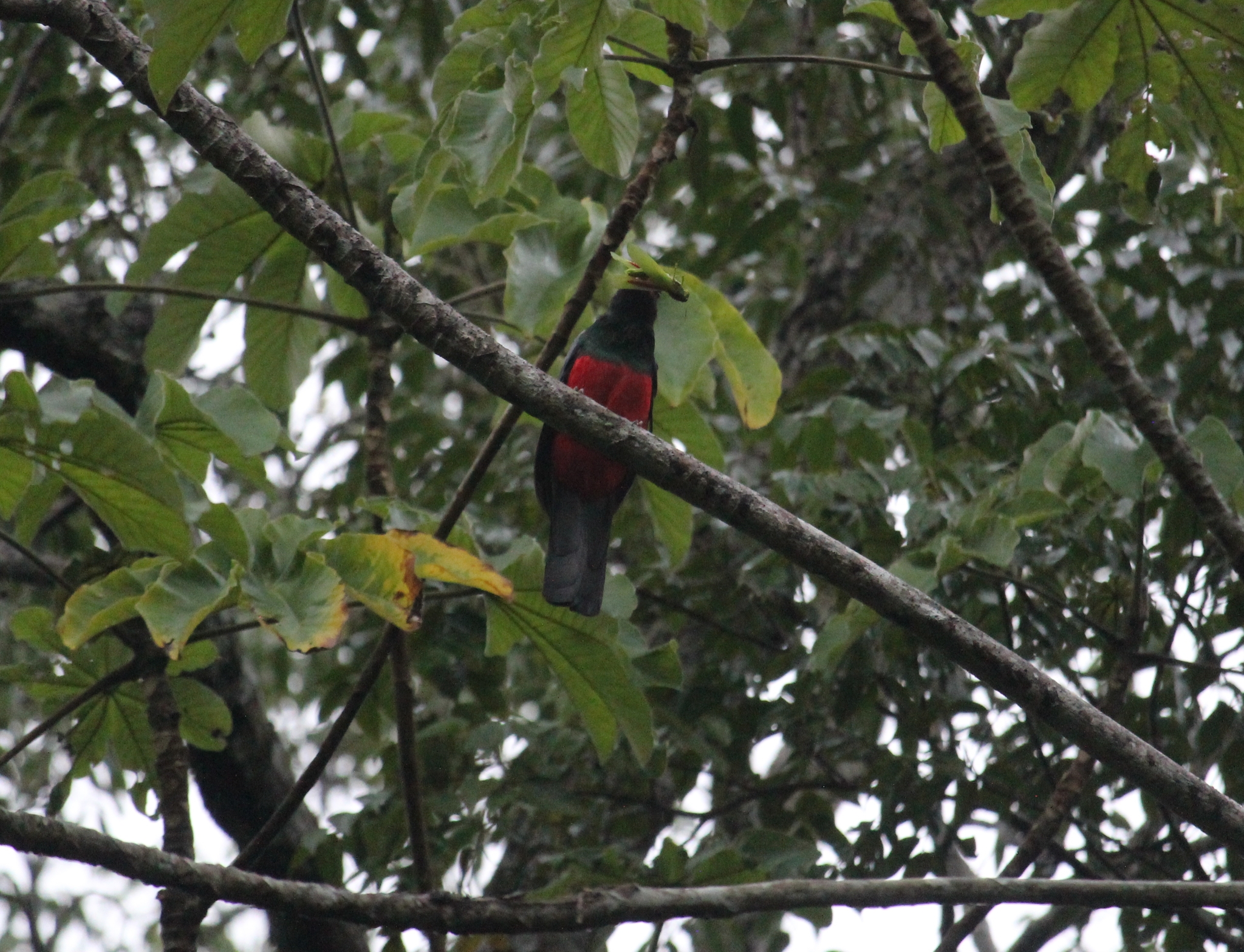 Slaty-tailed Trogon (Trogon massena)