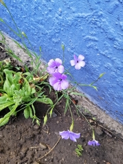 Linaceae