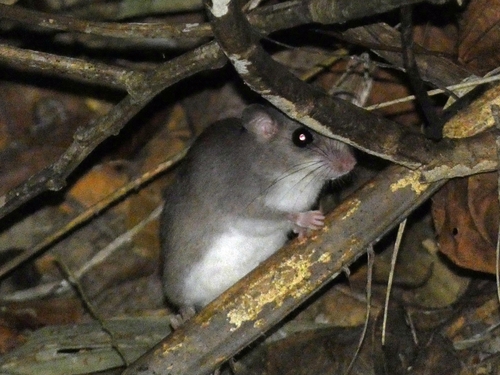 Chestnut Pogonomys