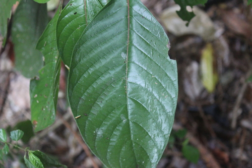 Hamelia patens