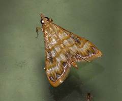 Pagyda lustralis
