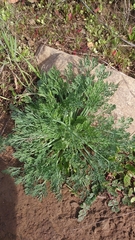 Eschscholzia californica