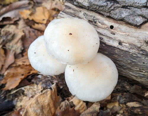 Oudemansiella mucida