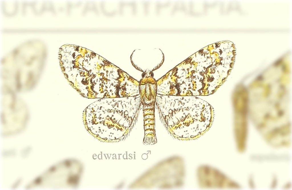 Biston edwardsi