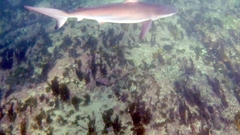 Carcharhinus obscurus