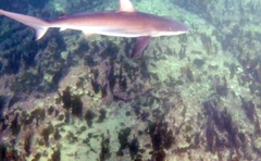Carcharhinus obscurus