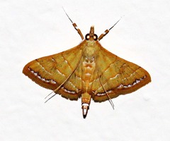Pagyda lustralis