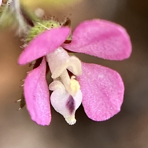 Levenhookia stipitata (Levenhookia stipitata)