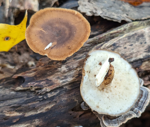 Lentinus brumalis