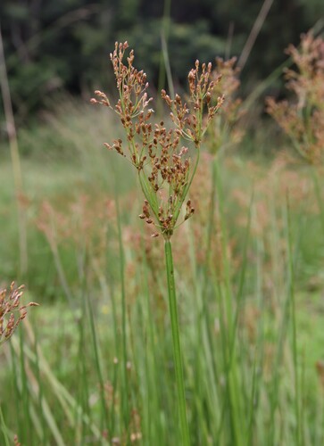 fiveangle fimbry (Fimbristylis quinquangularis)