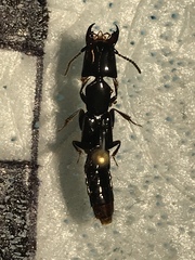 Homalolinus